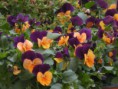 /album/un-mondo-di-viole/marzo-301-jpg/